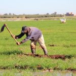 بوجدور: الصحراء تتحول إلى واحة فلاحية بمشاريع مستدامة